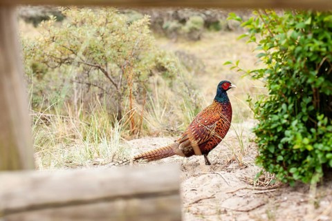 Wild pheasant in the dunes of Terschelling