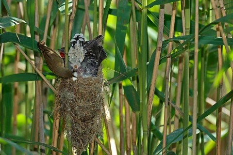 Common cuckoo