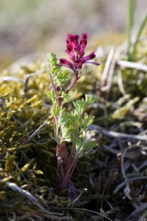 Common fumitory