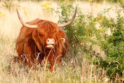 Galloway Highland cattle on pasture