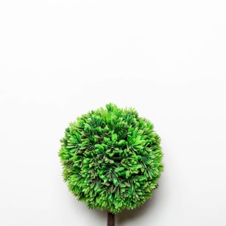 Small green decorative tree