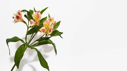 Blossom flower top view