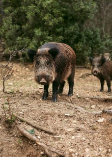 Wild boars nature 1