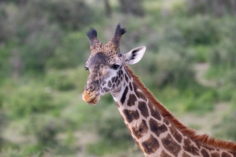 Masai giraffe