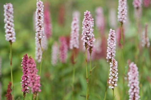 Meadow bistort