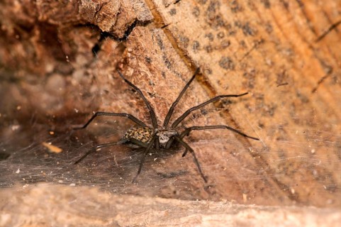 Giant house spider