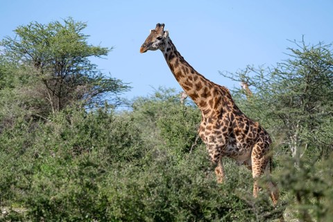 Masai giraffe