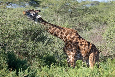 Masai giraffe