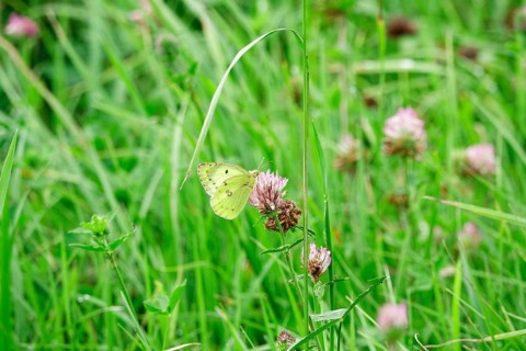 Pale clouded yellow