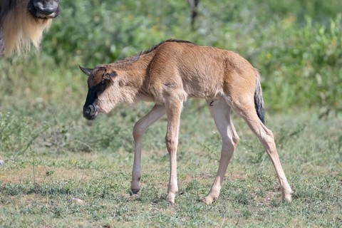 Wildebeest