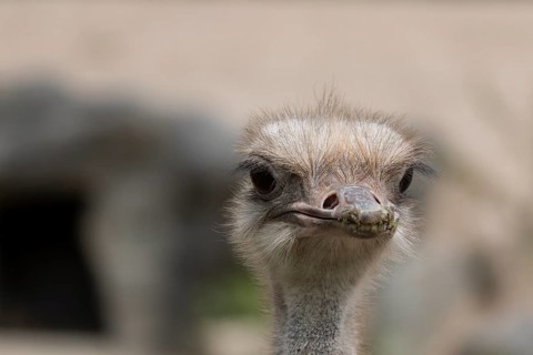 South African ostrich