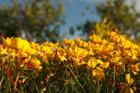 Bird's-foot trefoil