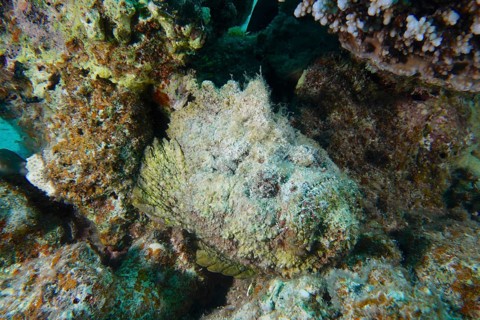 Reef stonefish