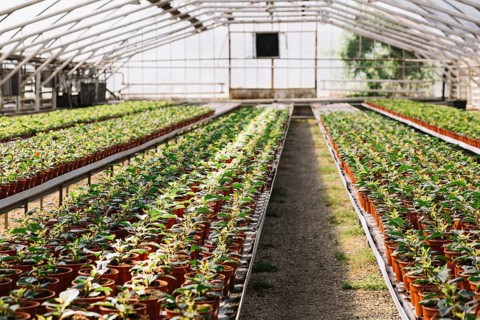 Fresh plants growing greenhouse