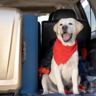 Cute dog with red bandana looking away