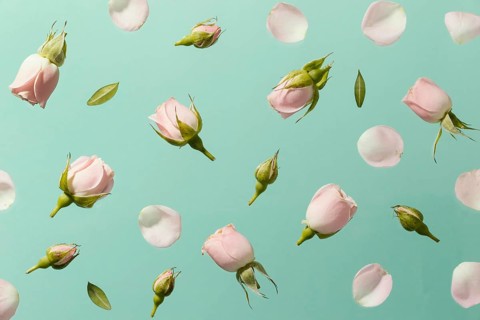 Top view pink spring roses