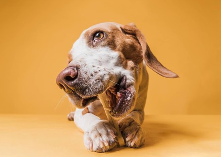 Front view funny dog eating bone