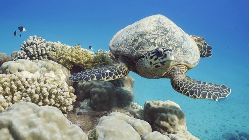 Fron side of Hawksbill Sea Turtle
