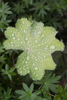 Lady's mantle