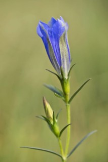 Marsh gentian