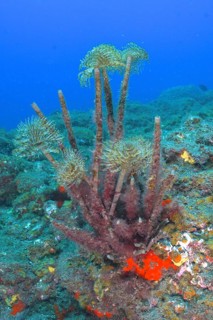 Mediterranean fanworm