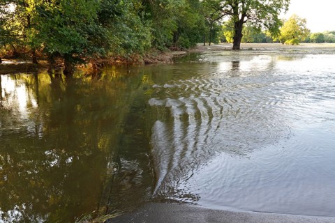 Summer floods in the alluvial forest