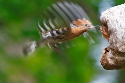 Hoopoe