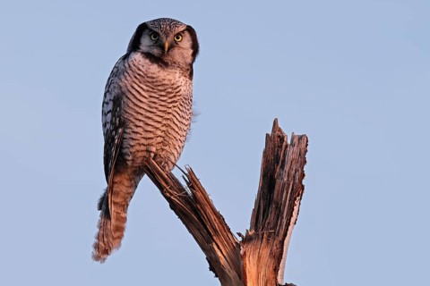 Northern hawk owl