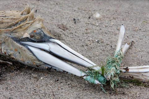 Rubbish from the sea
