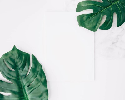 Overhead view two monstera leaf swiss cheese leaf with blank white paper
