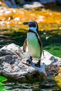 Northern rockhopper penguin