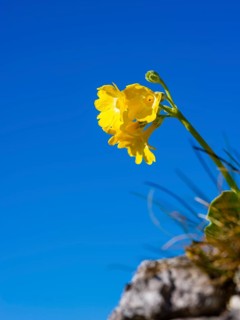 Alpine auricula