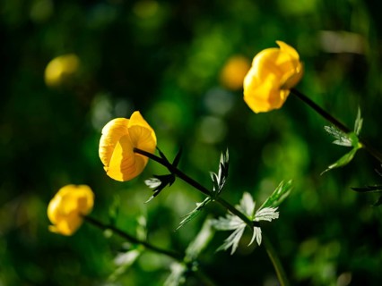 Troll flowers
