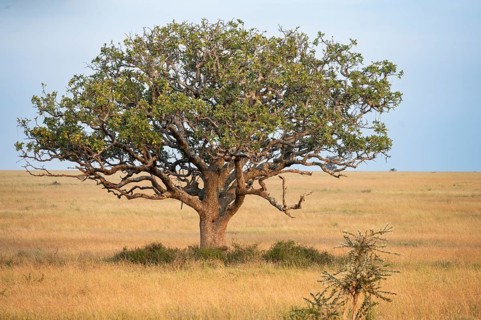 Liverwurst tree with leopard