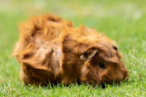 Domestic guinea pig