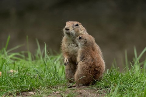Black-tailed prairie dogs