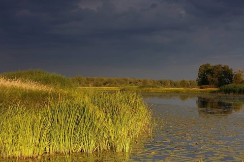 Evening mood in the floodplain forest