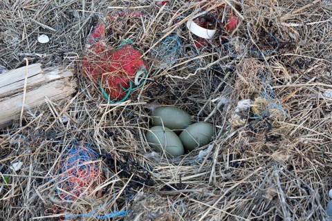 Litter from the sea