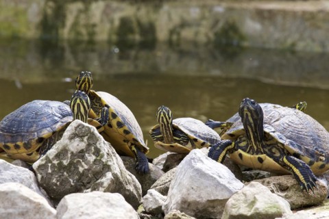 Ornate turtles