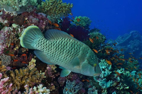 Humphead wrasse