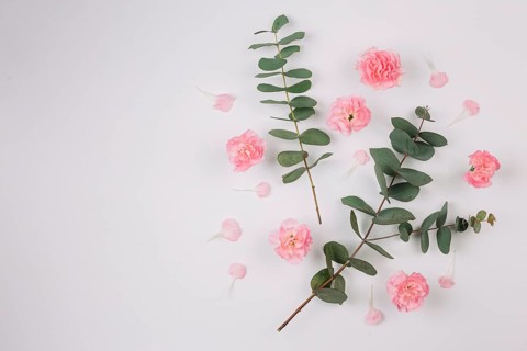 Eucalyptus