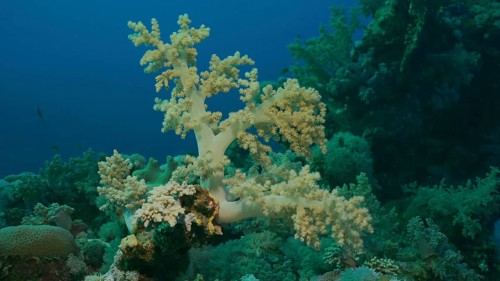 Soft coral Yellow Broccoli or Broccoli coral