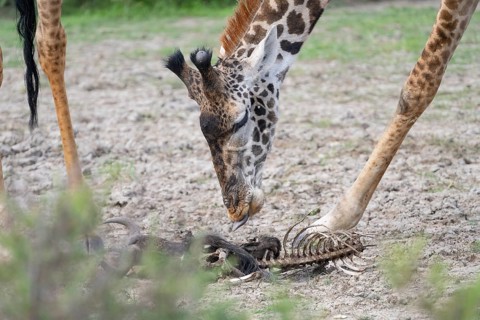 Masai giraffe
