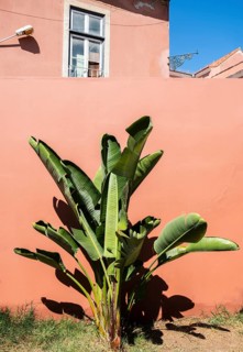 Banana tree in front of a wall