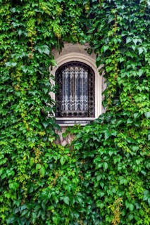 Arched window entwined with -common