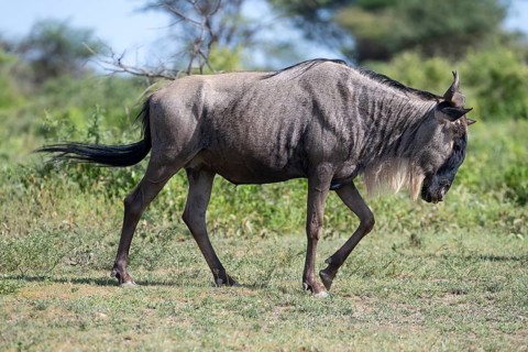 Wildebeest