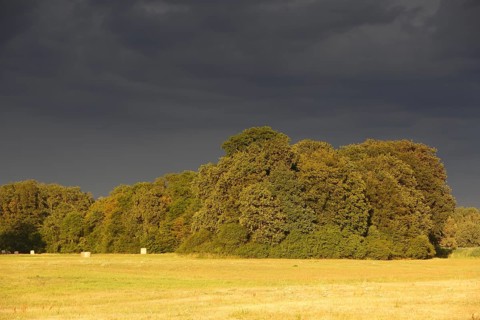 Evening mood in the floodplain forest