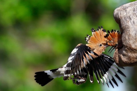 Hoopoe