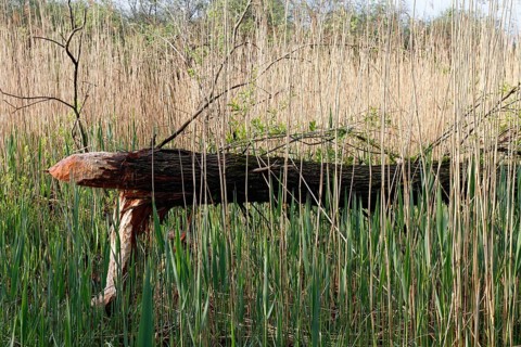 Beaver