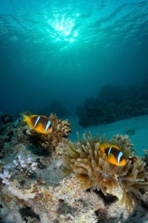Pair of red sea clownfish